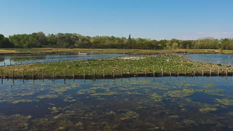 Water close-up and upward drone view from the top of the lively and nature protected lake with lots of flying birds