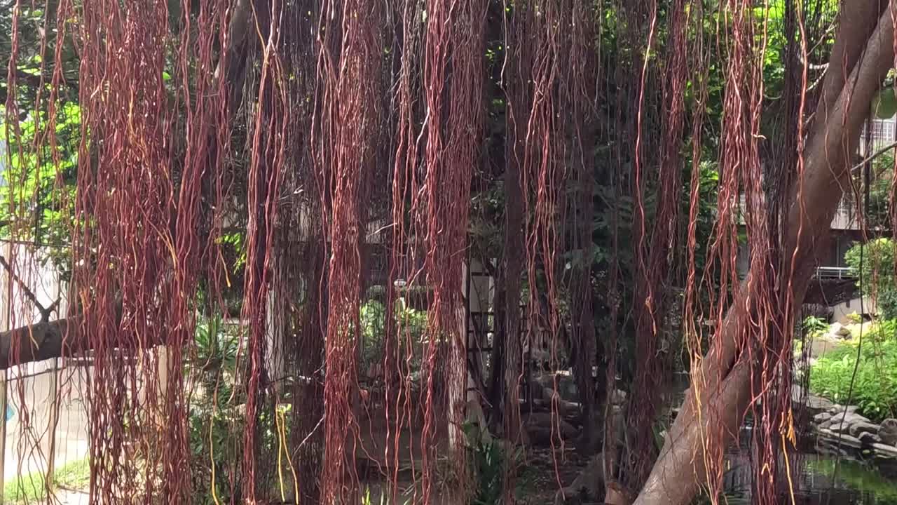Close-up view of hanging aerial roots amidst vibrant garden foliage and tranquil surroundings.