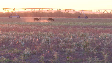 axis-deer-in-the-wild-in-Texas