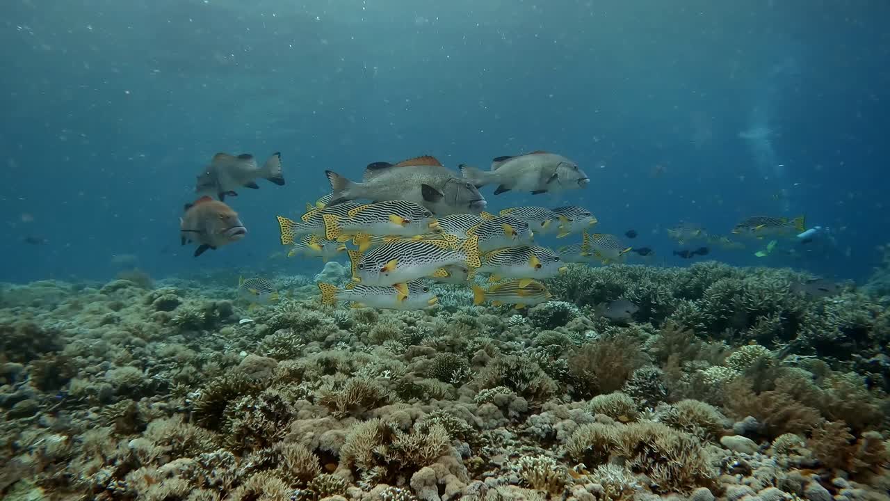 Giant Sweetlips and Yellow Lined sweetlips relaxed and hovering above a coral reef