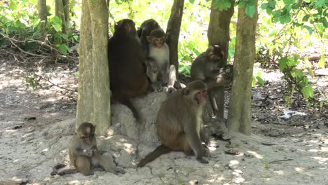 group of wild monkeys relaxing on the ground between trees on monkey island in nha trang, vietnam, showing natural behavior in their tropical forest habitat