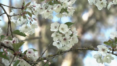 Closeup of beautiful white flowers in the park