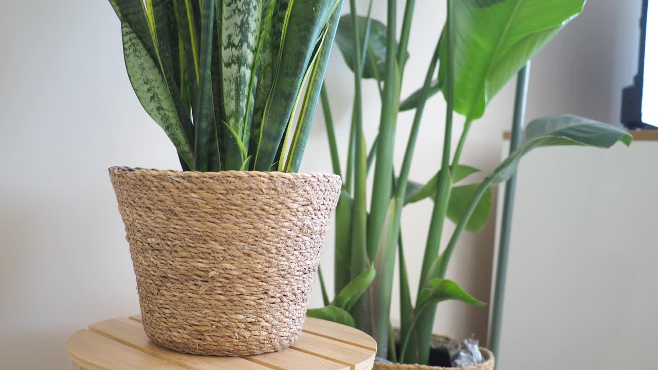Piante da interno in vasi decorativi su un tavolo rotondo