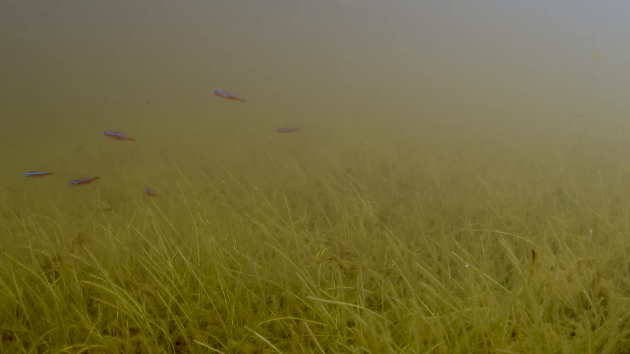 School of Neon Cardinal ( Paracheirodon axelrodi ) in the shallows of a tributary in the Rio Negro in the Brazilian Amazon Forest.