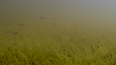 school of neon cardinal ( paracheirodon axelrodi ) in the shallows of a tributary in the rio negro in the brazilian amazon forest.