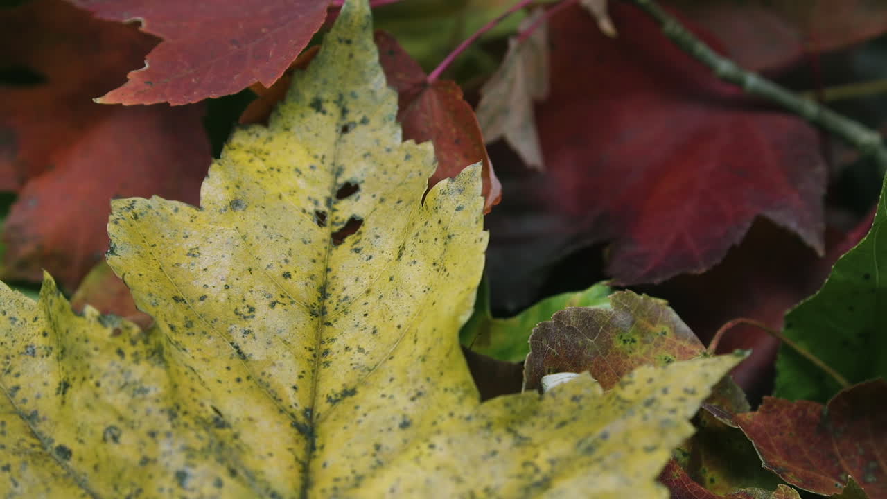 cerrar la panorámica lentamente a la derecha, sobre una variedad de hojas de otoño multicolores en una pila