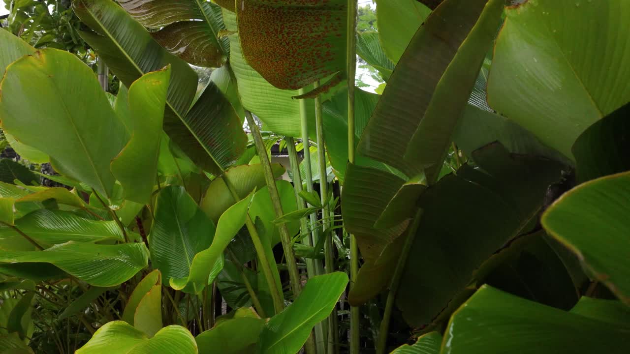 Tropical plants exotic nature big leaf leaves garden forest rainforest