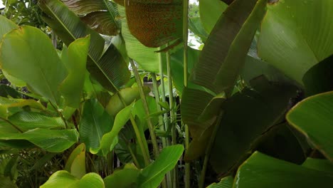 tropical plants exotic nature big leaf leaves garden forest rainforest