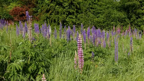 Colourful Lupins growing in meadow. Spring. UK