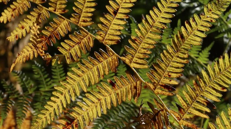 Primo piano di fronde di felce aquilina retroilluminate, Pteridium aquilinum, in autunno.