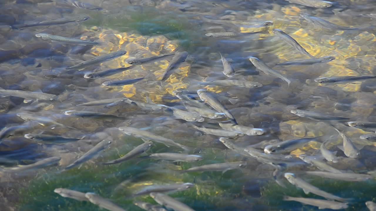 Banco di pesci nel mare. Pesci sott'acqua.