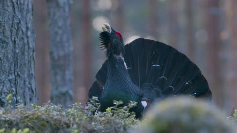 Male-western-capercaillie-roost-on-lek-site-in-lekking-season-close-up-in-pine-forest-morning-light