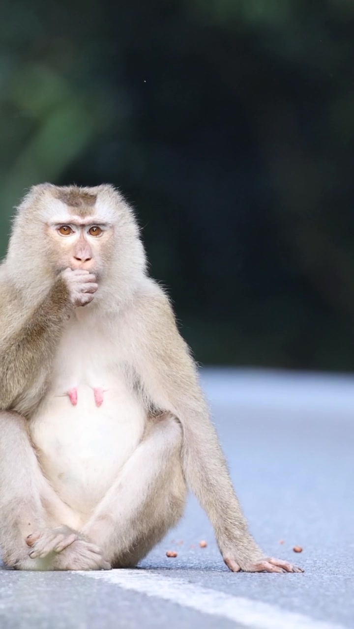 A primate walks onto a paved road, sits down, and eats small food scraps.