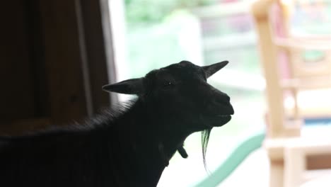 Slow-motion-footage-of-a-black-goat-in-a-shadowy-interior