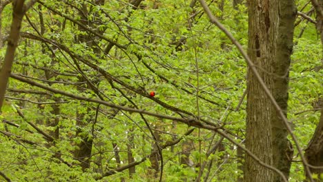 Ein-Scharlachroter-Tanager-Vogel,-Der-Zwischen-Ästen-Im-Wald-Springt