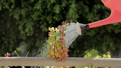 Regar-Las-Plantas-Desde-Un-Recipiente-De-Plástico-Rojo-En-Un-Día-Soleado-Y-Caluroso