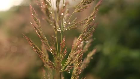 Flauschiges,-Hohes-Gras-In-Goldenem-Licht-Mit-Wassertropfen,-Nahaufnahme