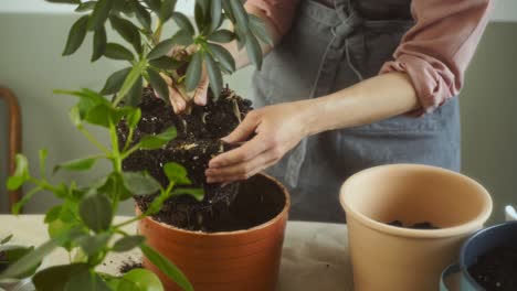 female gardener uprooting schefflera arboricola plant