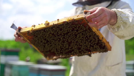 frame with bees in bare hands of beekeeper. apiculturist holding a honeycomb frame full of bees on apiary. beekeeping concept. close-up.