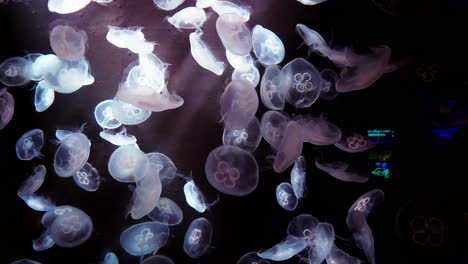 Große-Menge-Quallen-Mit-Hellrötlichem-Farbton-Im-Aquarium