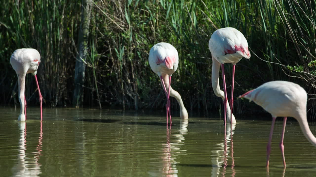 카마그 플라밍고 38