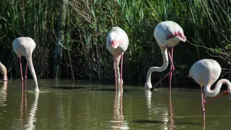 flamencos carmargue 38