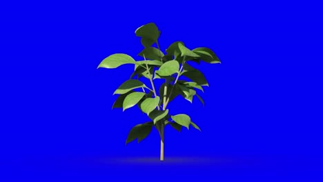 Animation-of-green-tree-growing-on-blue-background