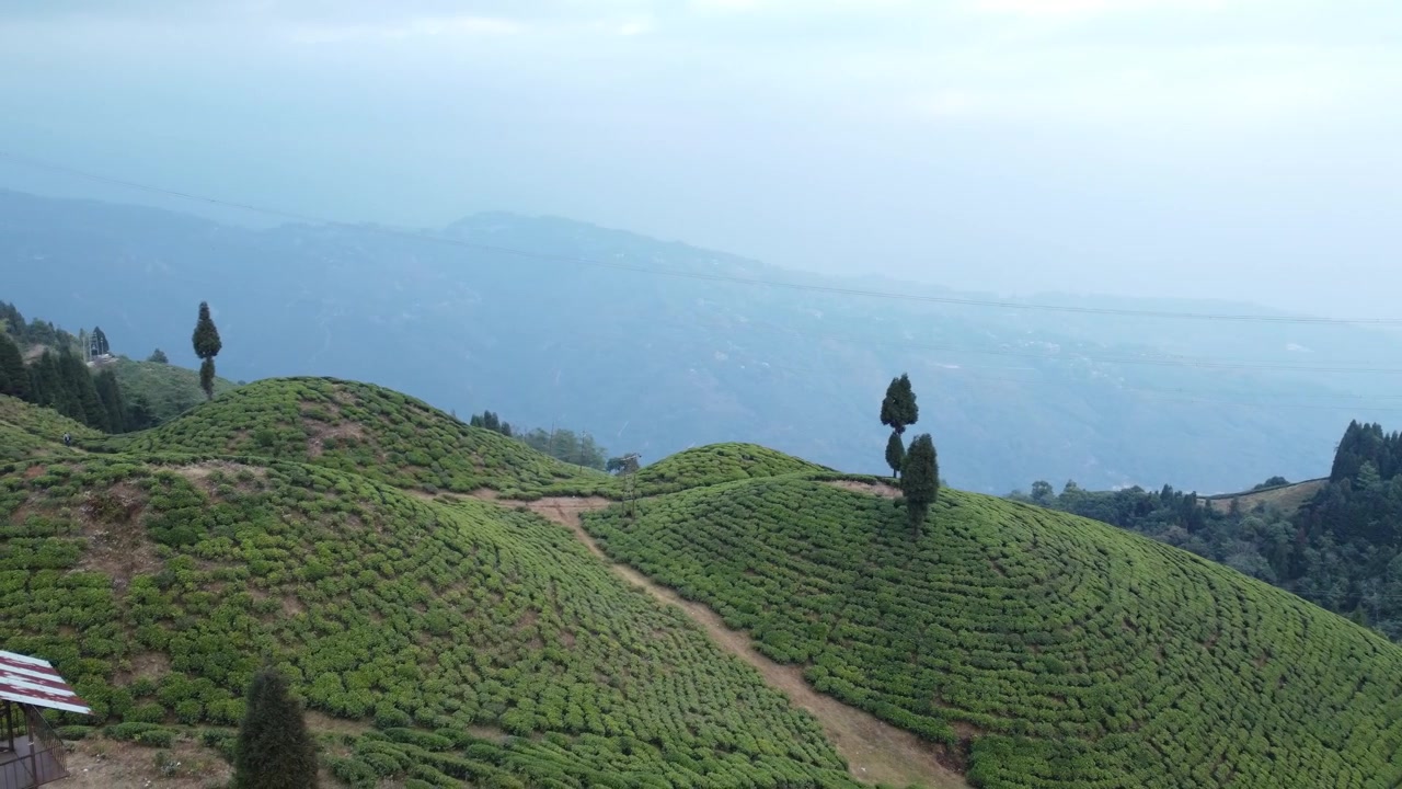 Riprese con drone della piantagione di tè di Mirik