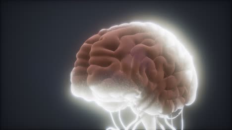 modelo animado del cerebro humano