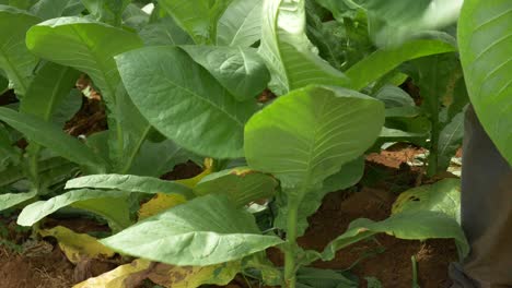 old farmer harvesting tobacco