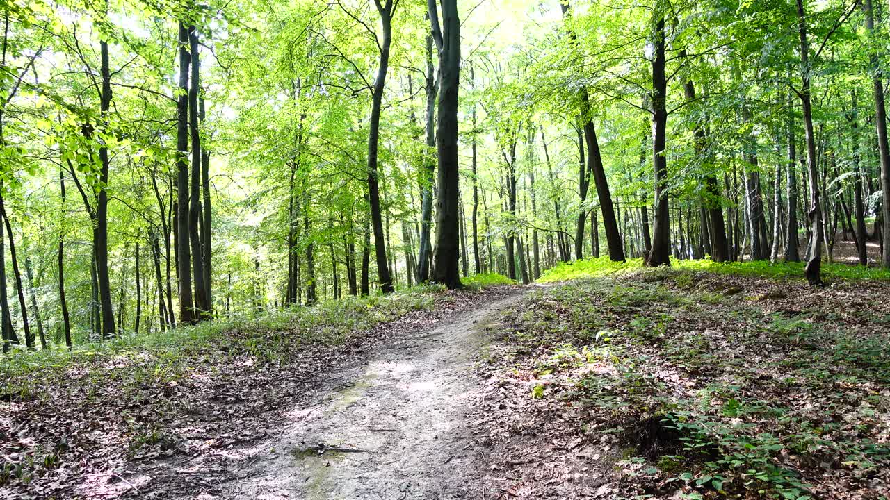 Séance photo en forêt estivale