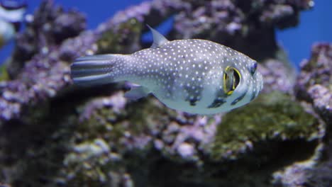 close up of colorful and rare fishes in underwater