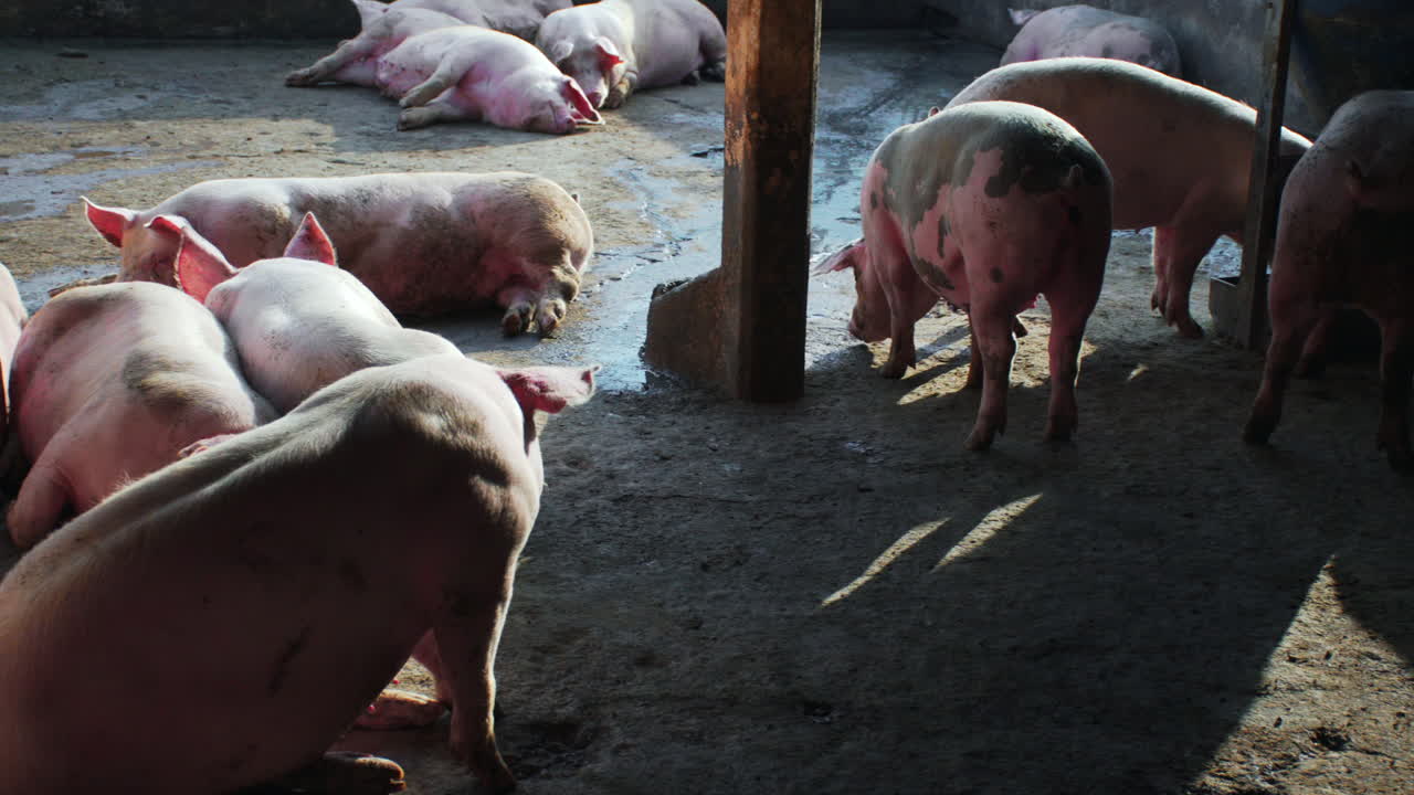 pan shot of a group of pigs lying and eating in a pig farm