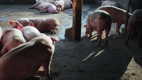 pan shot of a group of pigs lying and eating in a pig farm