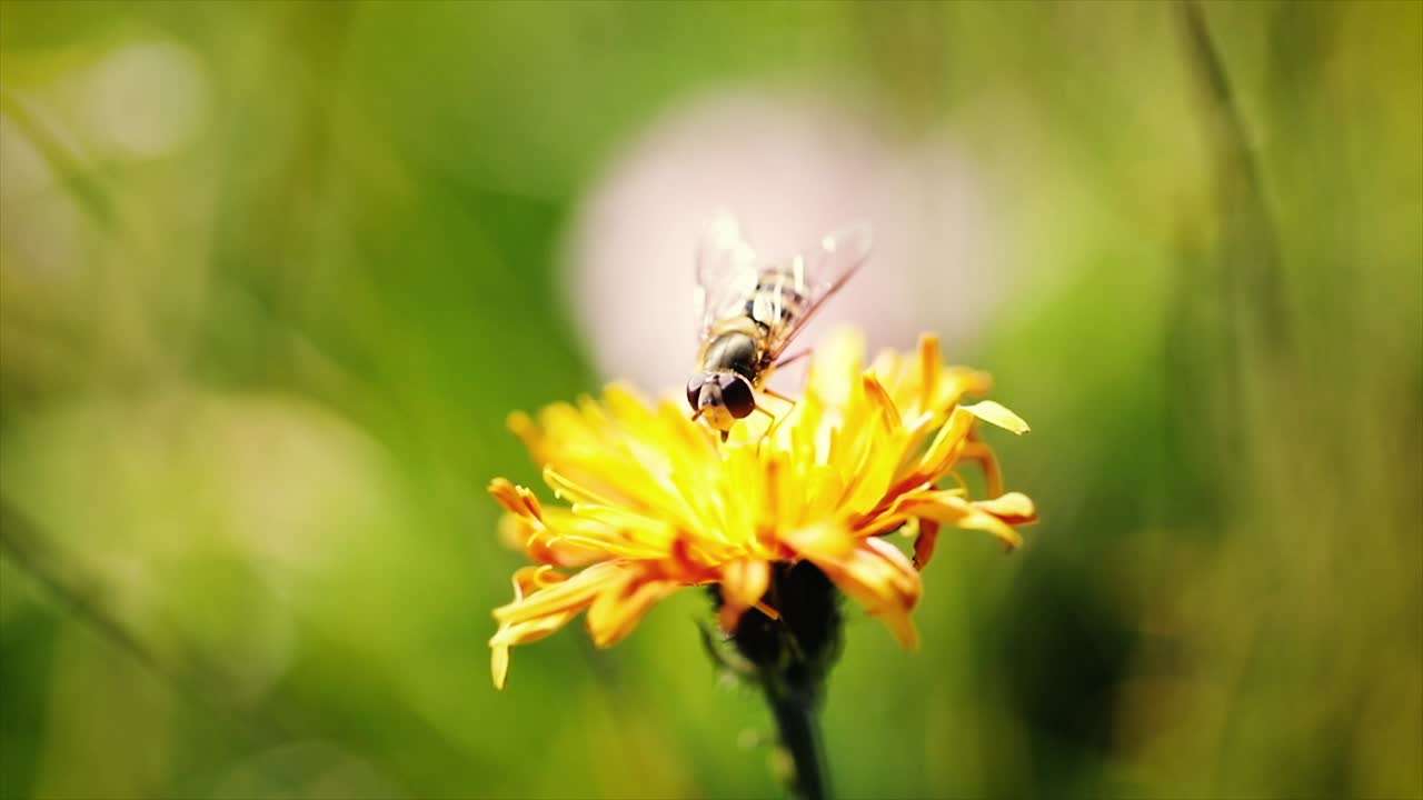 la avispa recoge el néctar de la flor crepis alpina en cámara lenta.