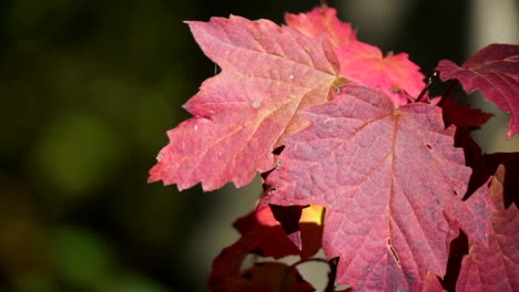 Close-up-of-red-leaves-with-veining-pattern-highlighted-by-oblique-sunlight