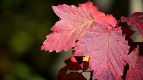 close-up of red leaves with veining pattern highlighted by oblique sunlight