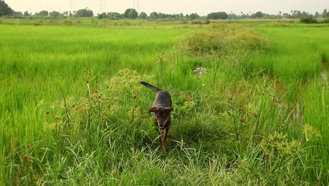 Candid-moment-of-a-happy-pet-dog-exploring-the-rice-paddy-and-running-back-toward-the-camera,-pov-shot