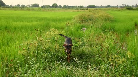 candid moment of a happy pet dog exploring the rice paddy and running back toward the camera, pov shot