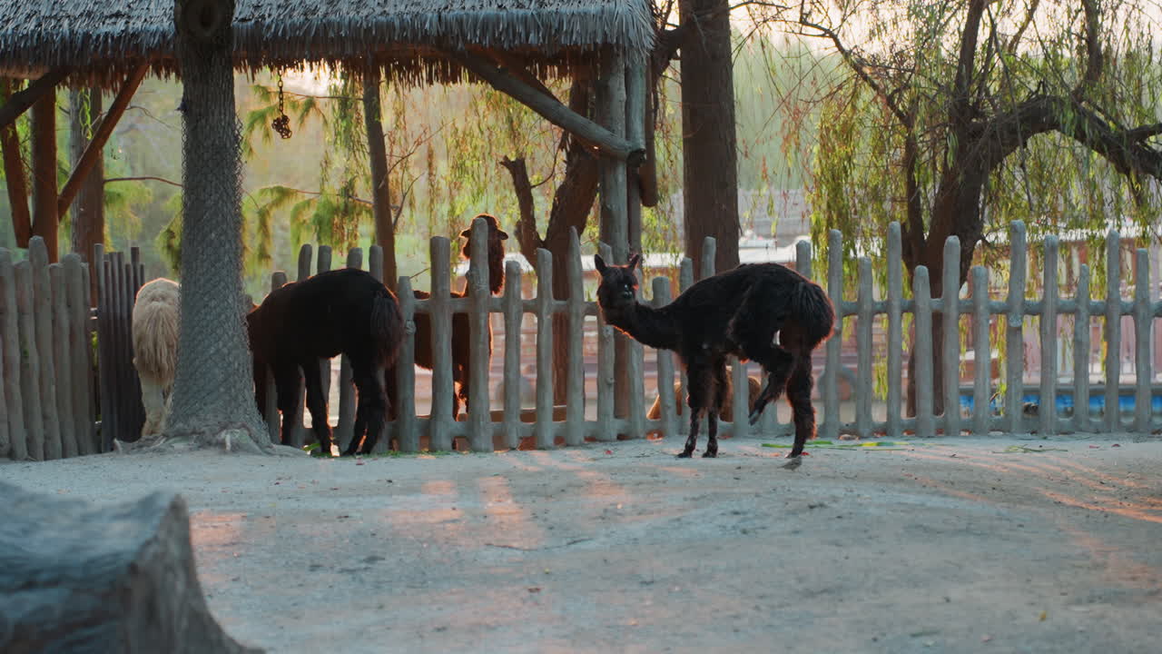Alpaca neri vicino a una recinzione di legno al tramonto, due animali si attardano presso un rifugio rustico, uno annusa la recinzione mentre l'altro pascola, calda luce dorata attraverso le foglie di salice, cortile sabbioso con ombre morbide, atmosfera tranquilla.