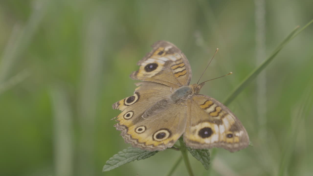 Farfalla marrone e gialla sull'erba.