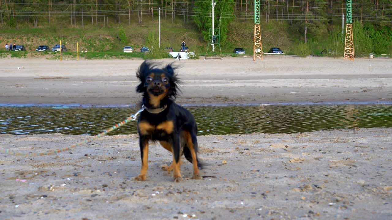 un perro pequeño (una raza de toy terrier) ladra al operador. el perro se sienta en una playa de arena. noche nublada de primavera.