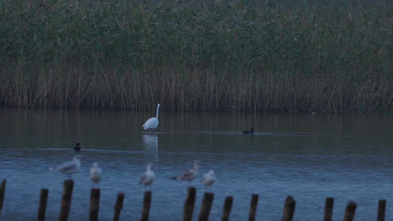 la garza blanca se mueve lentamente en un pequeño lago en polonia después del atardecer