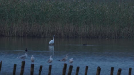 Weißer-Reiher,-Der-Sich-Nach-Sonnenuntergang-Langsam-An-Einem-Kleinen-See-In-Polen-Bewegt