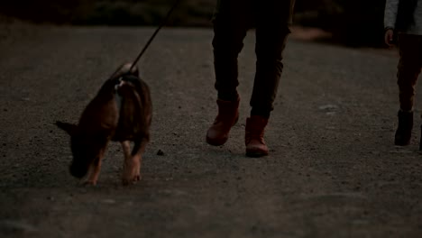 father and son hiking with dog on mountain country road