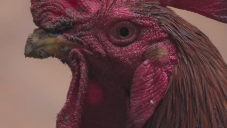 hen looking to camera closeup view