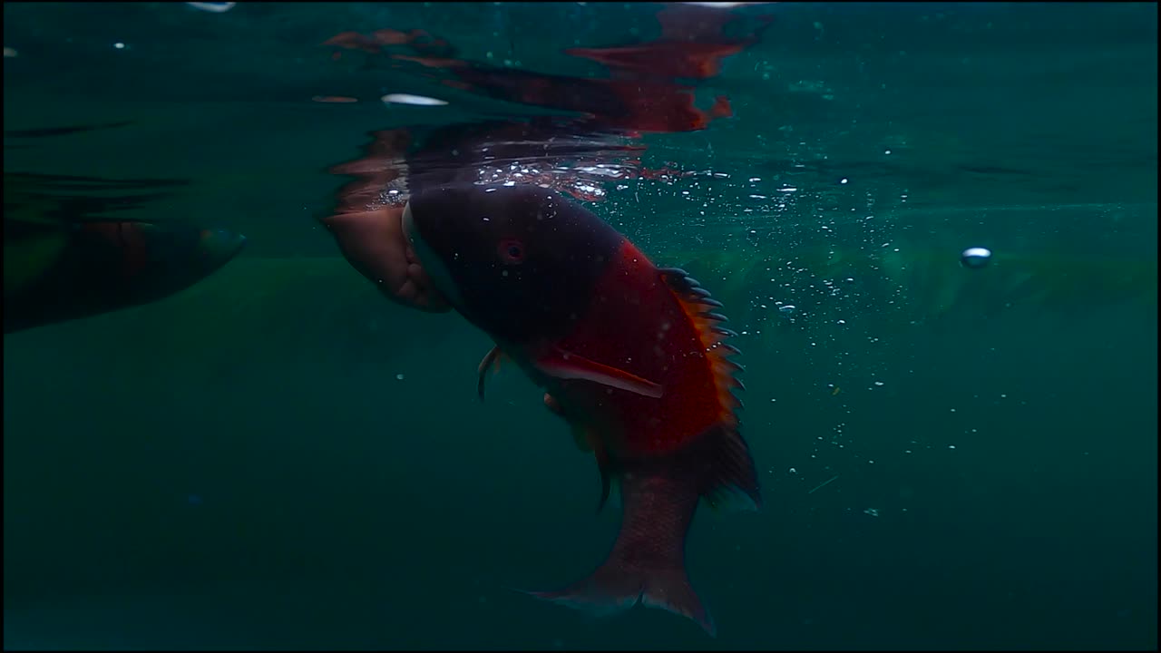 liberación de peces submarinos de un macho de cabeza de oveja de california en cámara lenta con colores rojos brillantes