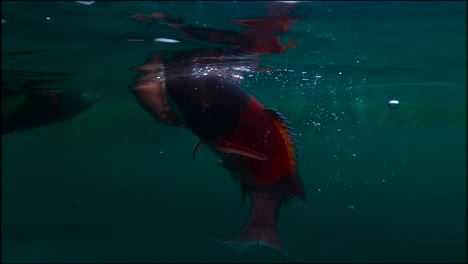 Liberación-De-Peces-Submarinos-De-Un-Macho-De-Cabeza-De-Oveja-De-California-En-Cámara-Lenta-Con-Colores-Rojos-Brillantes