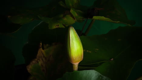 Lily-growing-through-leaves-to-blooming-revealing-white-petals-unfolding