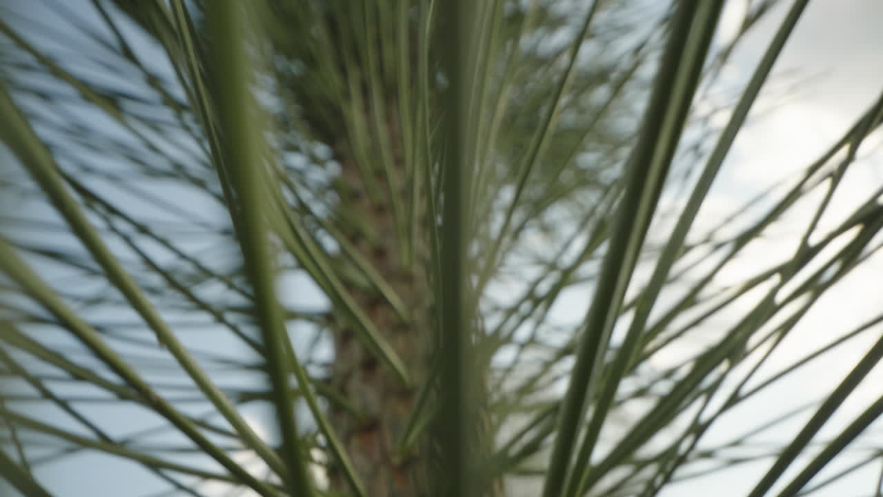Pine Tree Branches Close-up